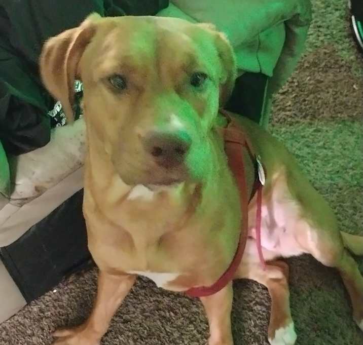 Photo of butterscotch
