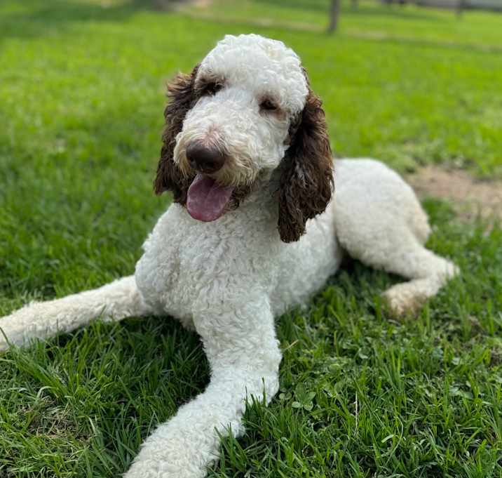 Photo of Snoopy Drew