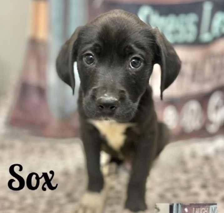 Photo of Sox Adoption Pending