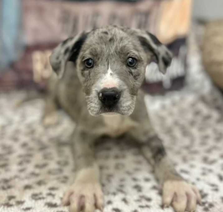 Photo of Dodger adoption pending
