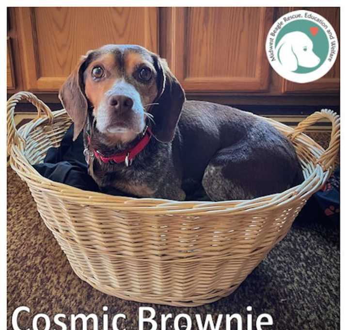 Photo of COSMIC BROWNIE