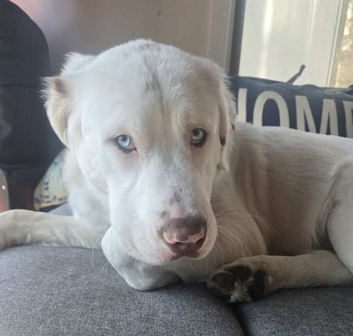 Photo of Willow