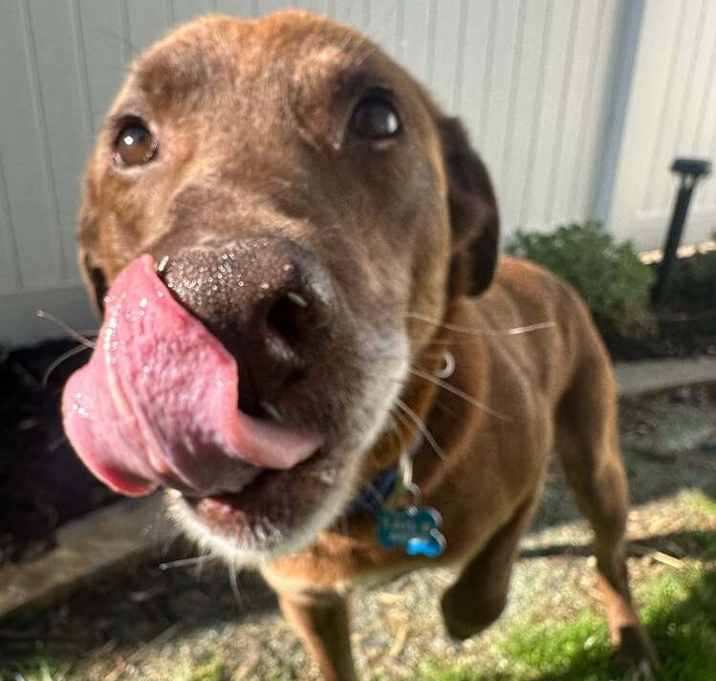 Photo of Brownie