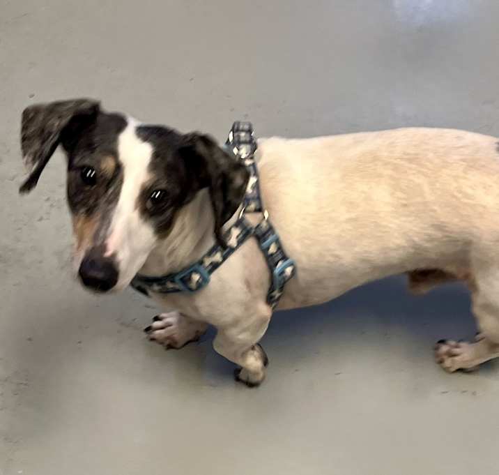 Photo of ADOPTION PENDING Churro