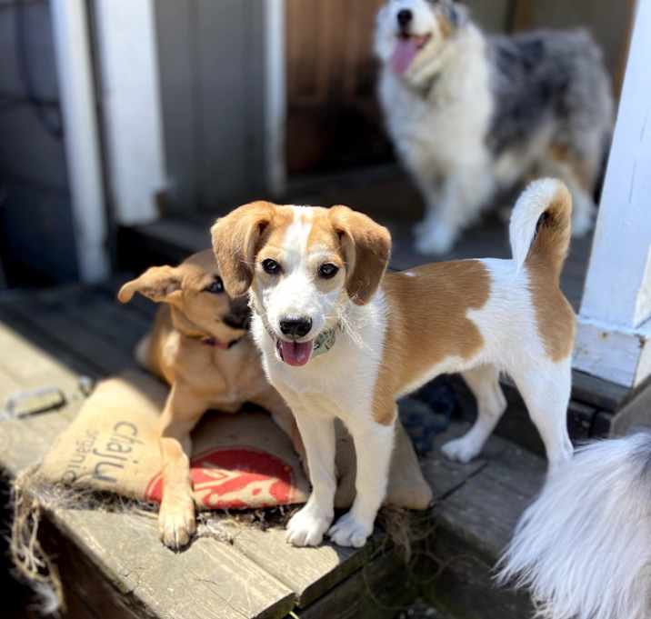 Photo of Nova
