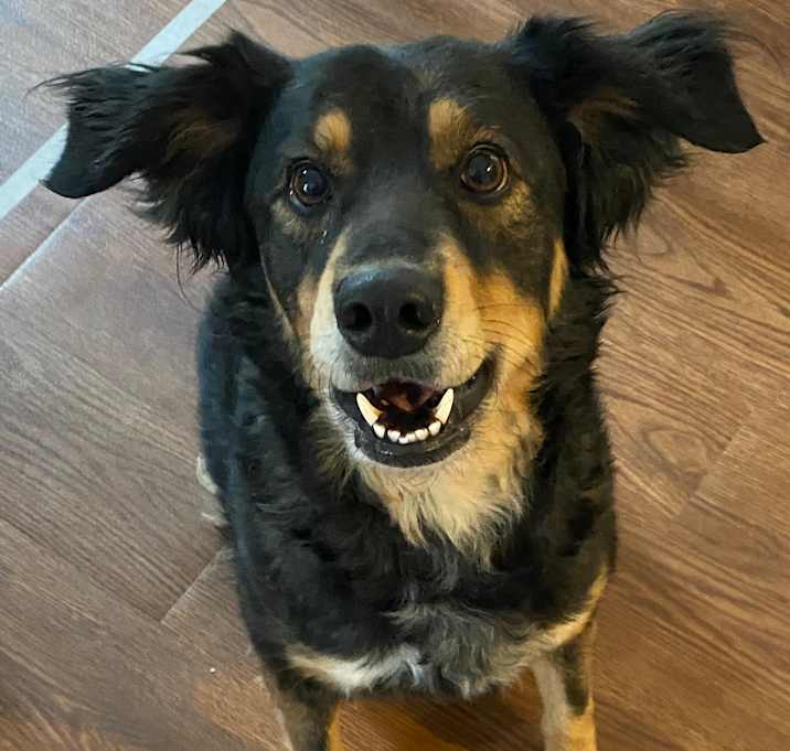 Photo of Biscuit