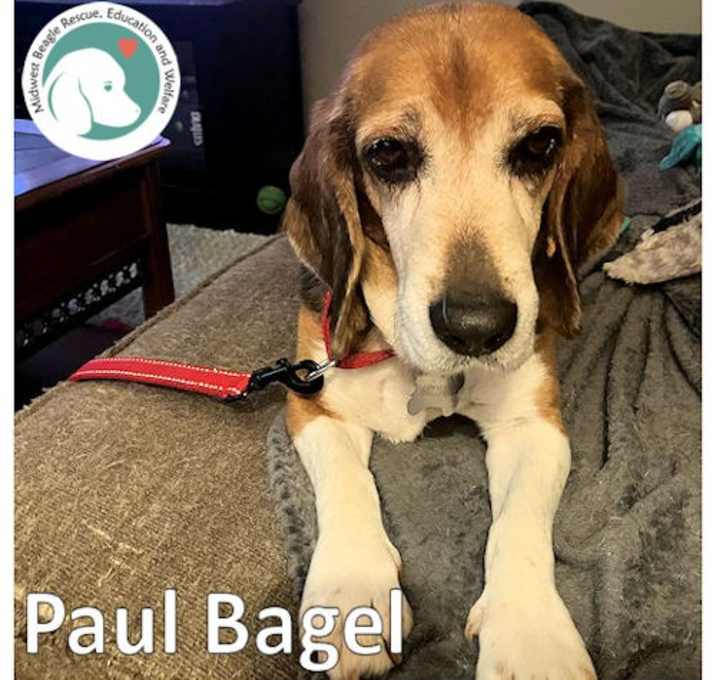 Photo of PAUL BAGEL