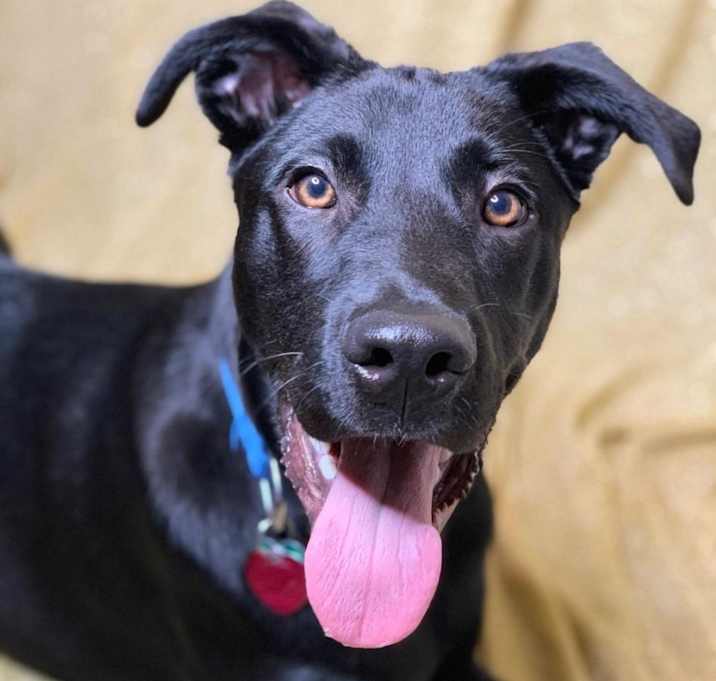 Photo of Rocko
