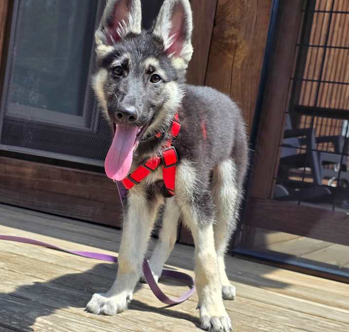 Photo of Xena