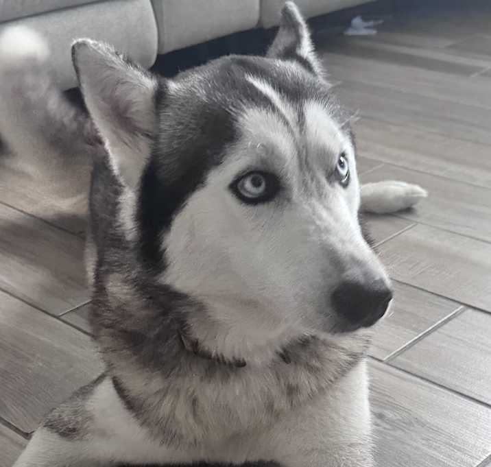 Photo of Toby