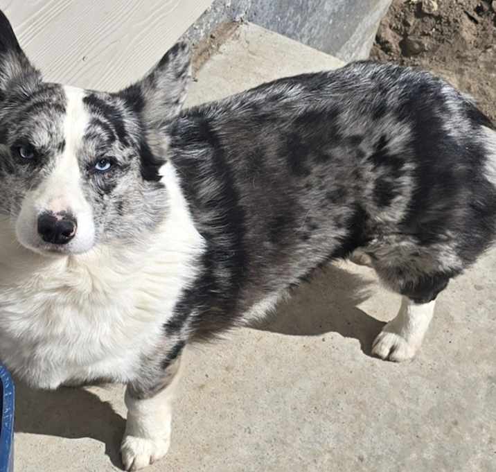 Photo of Odin