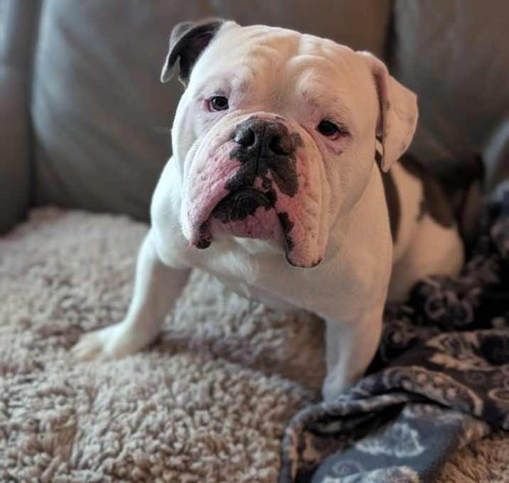 Photo of Chonky Kong