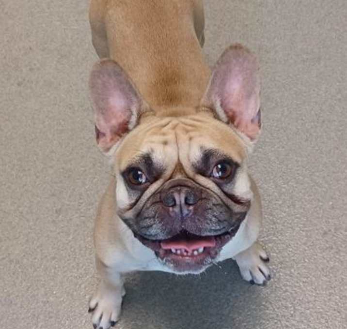 Photo of Poppy