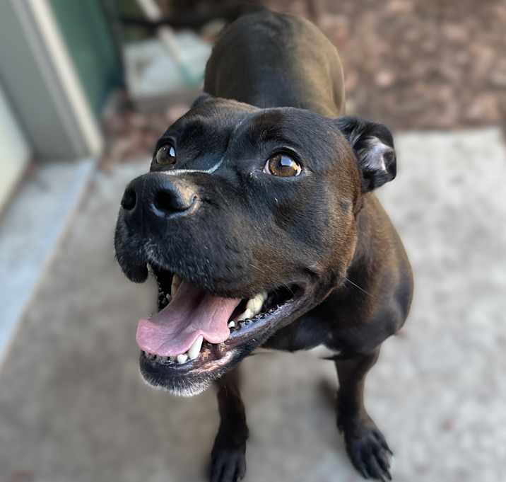 Photo of Luna