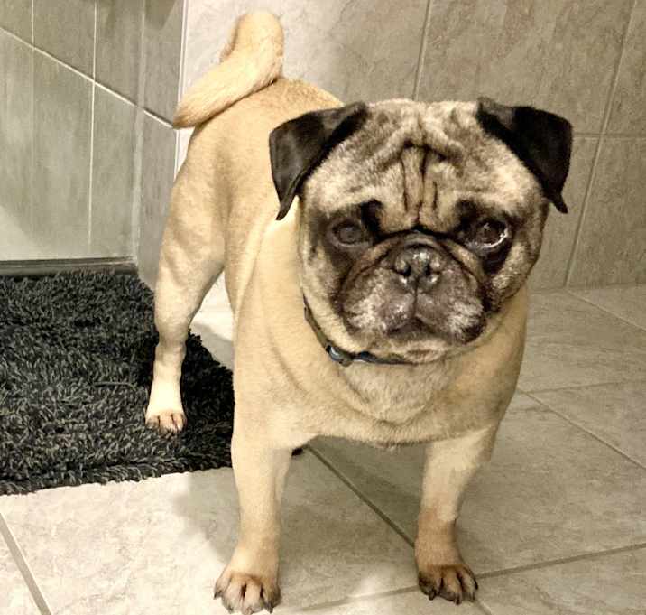 Photo of Bentley Cuddlesworth