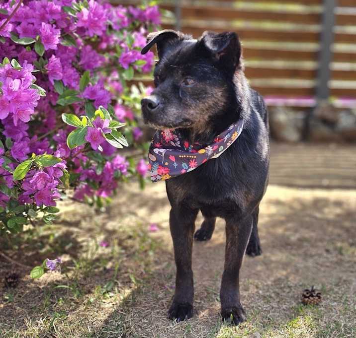 Photo of Koda