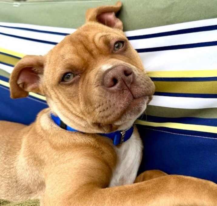 Photo of Max