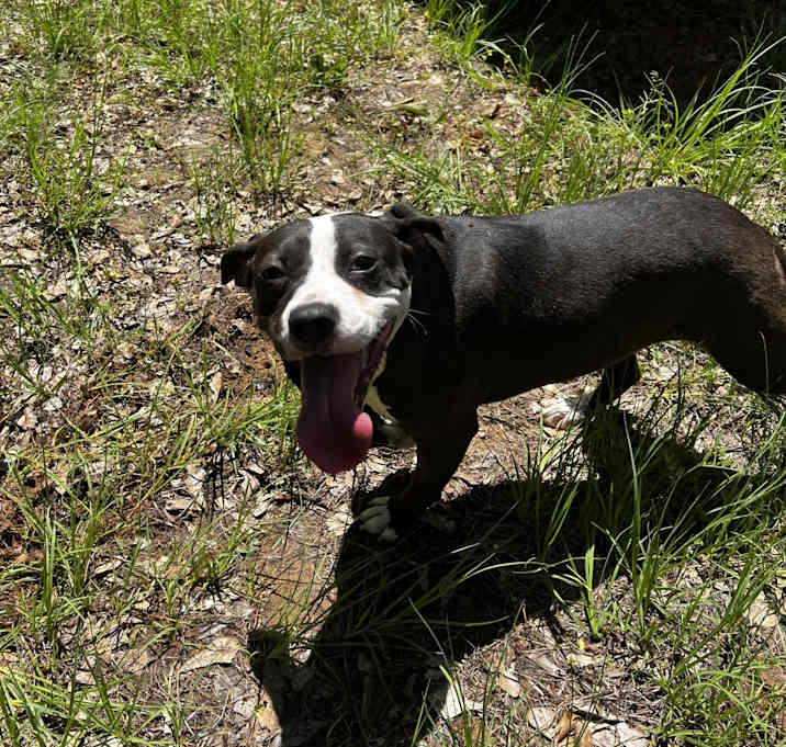 Photo of Bugsy