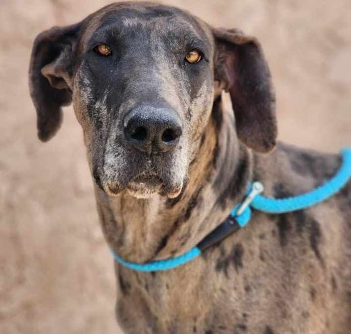 Photo of Shadow