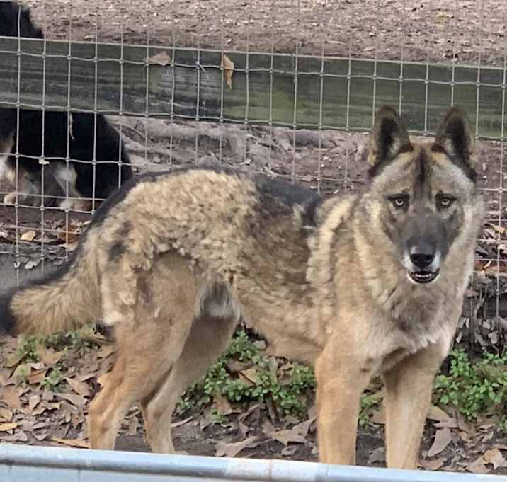 Photo of Yukon (Balto)