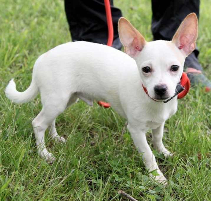 Photo of PUPPY SNOOPY