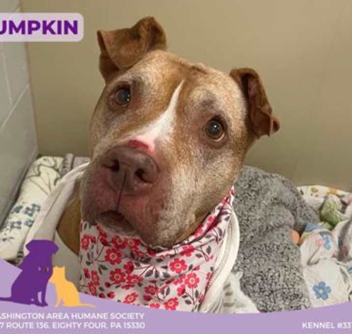Photo of Pumpkin