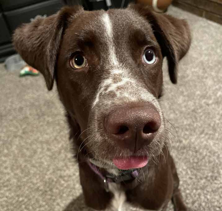 Photo of Coco