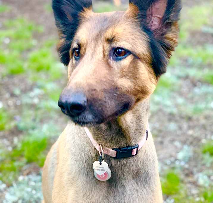 Photo of Dixie