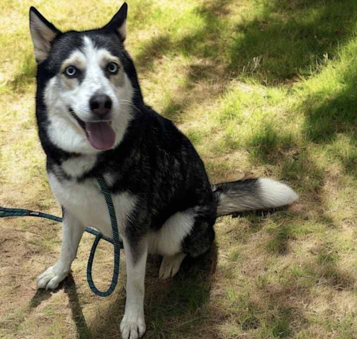 Photo of Nova