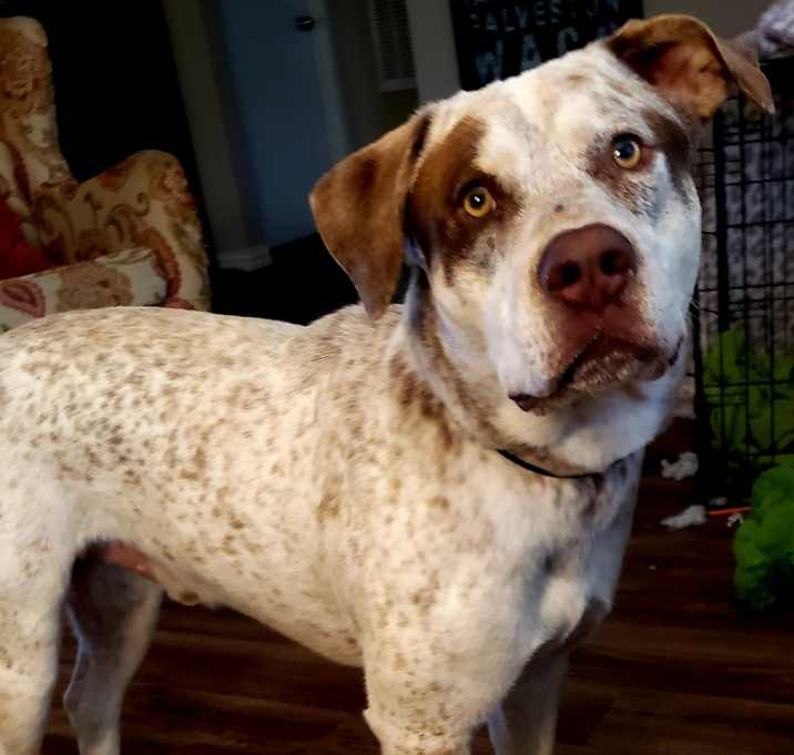 Photo of Ozzy Pawsbourne