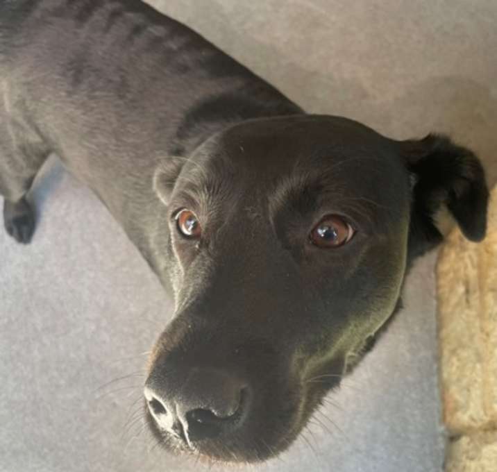Photo of Stella