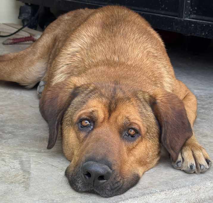 Photo of Bruno