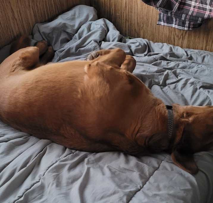 Photo of Gunner