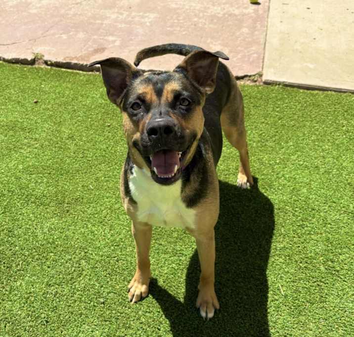 Photo of Addison  -   PAWS