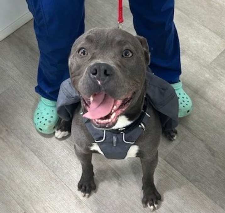 Photo of Comet