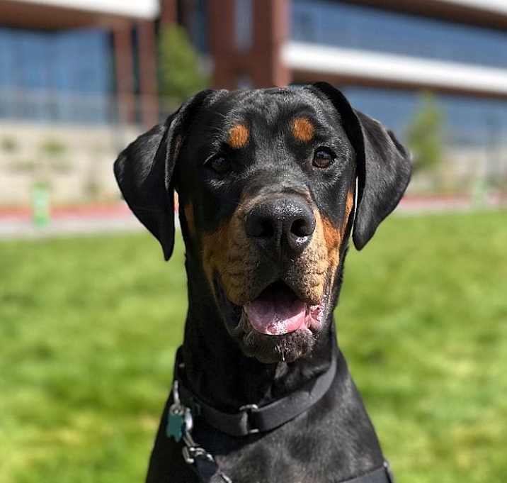 Photo of Bongo