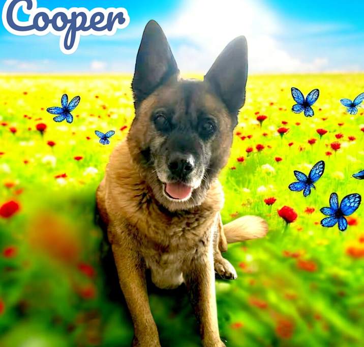 Photo of Cooper