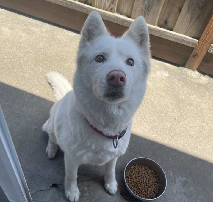 Photo of Mochii