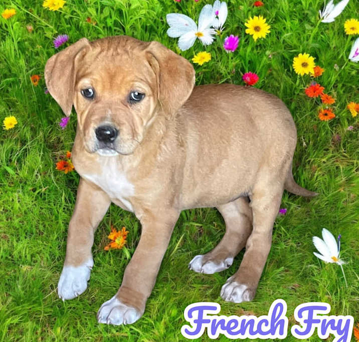 Photo of French Fry