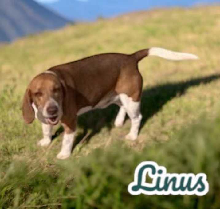 Photo of Linus
