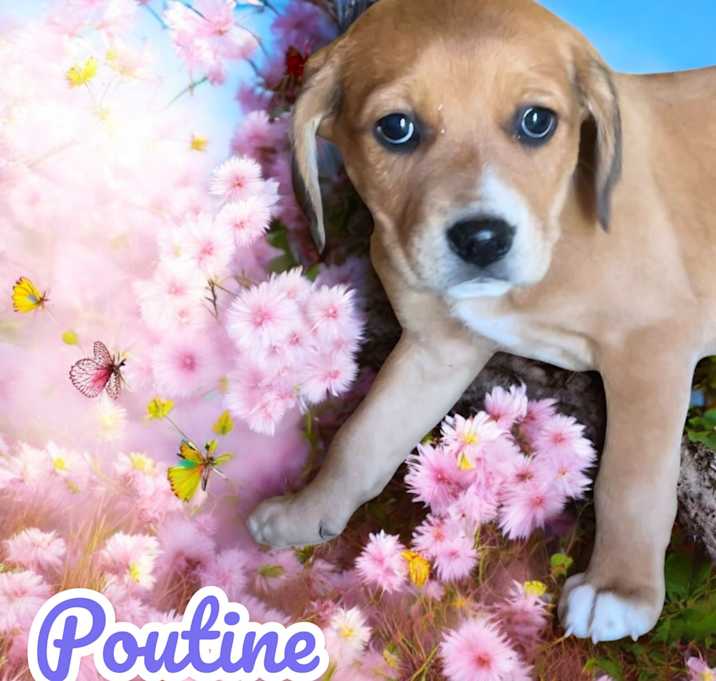 Photo of Poutine