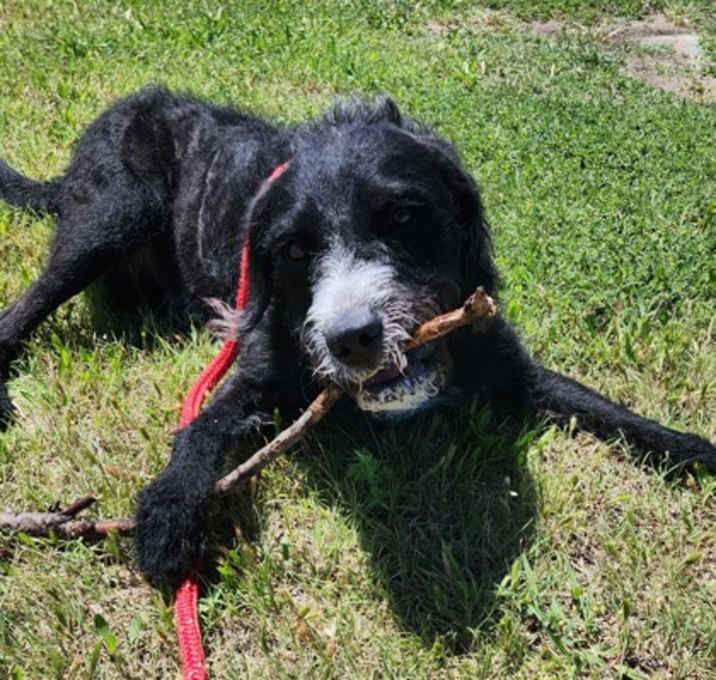 Photo of Midnight