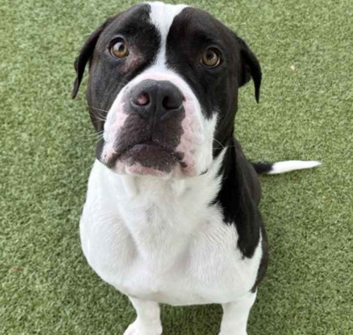 Photo of Dexter