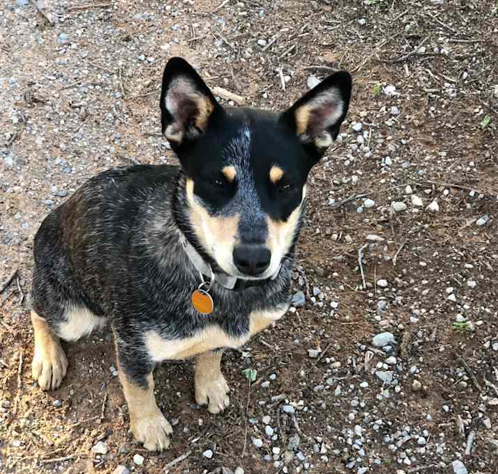 Photo of Tilly