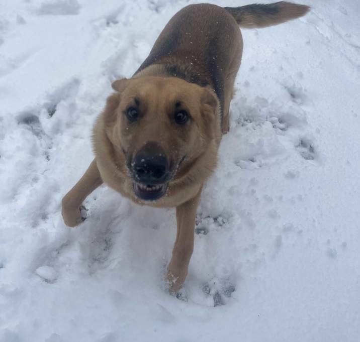 Photo of Lola **COURTESY POST**