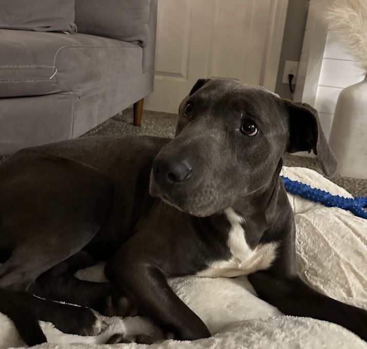 Photo of Otto