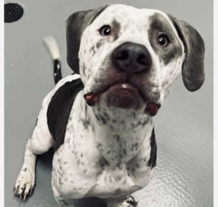 Photo of Koe