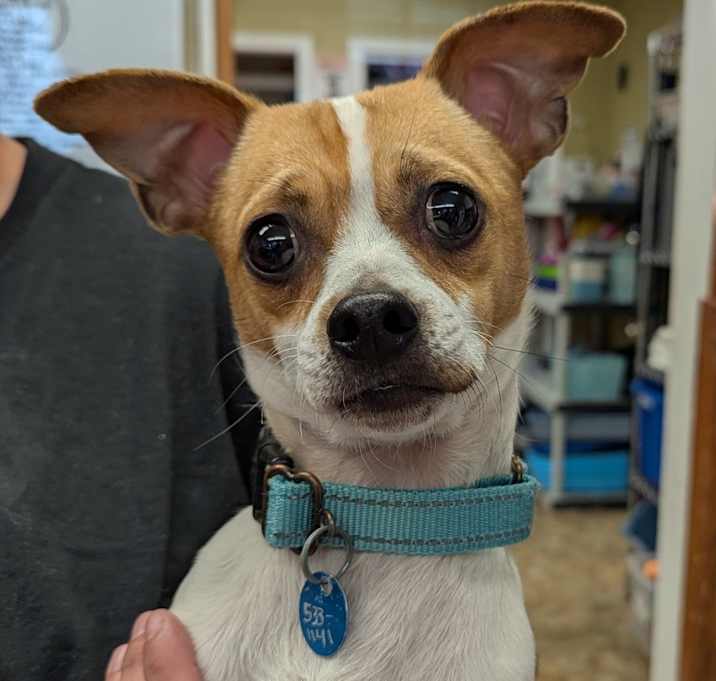 Photo of Dumpling