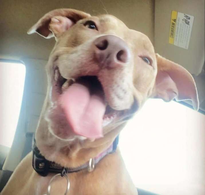 Photo of Stella