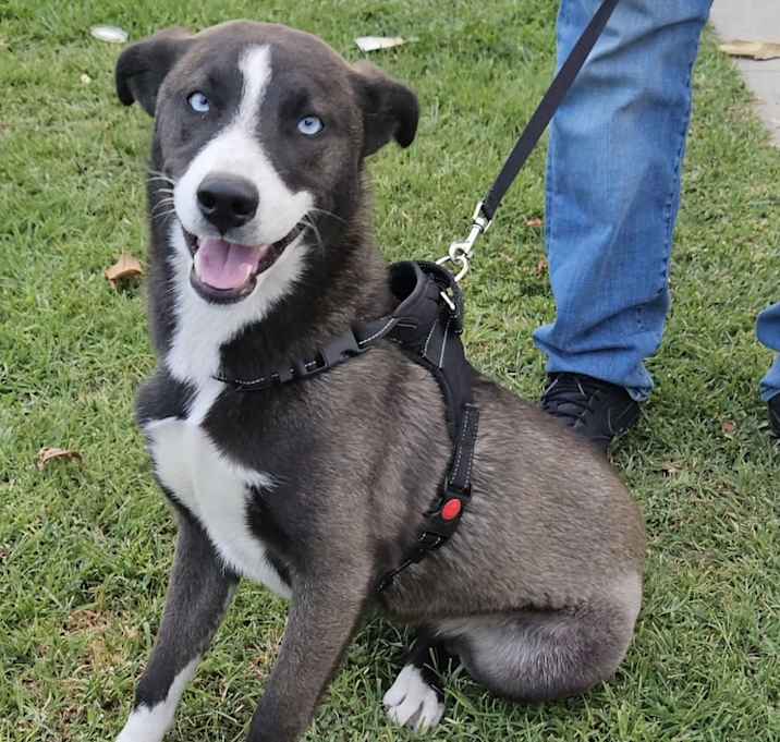 Photo of Luna
